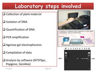  Collection of plant material
 Isolation of DNA
 Quantification of DNA
 PCR amplification
 Agarose gel electrophoresis
 Compilation of data
 Analysis by software (NTSYSpc,
Popgene, GenAlex)
Laboratory steps involved
8/7/2019 MBB-692 17
 