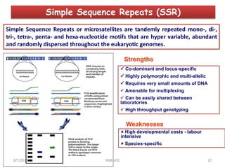 Simple Sequence Repeats (SSR)
Simple Sequence Repeats or microsatellites are tandemly repeated mono-, di-,
tri-, tetra-, penta- and hexa-nucleotide motifs that are hyper variable, abundant
and randomly dispersed throughout the eukaryotic genomes.
Strengths
 Co-dominant and locus-specific
 Highly polymorphic and multi-allelic
 Requires very small amounts of DNA
 Amenable for multiplexing
 Can be easily shared between
laboratories
 High throughput genotyping
Weaknesses
 High developmental costs - labour
intensive
 Species-specific
8/7/2019 MBB-692 22
 