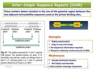 Inter-Simple Sequence Repeats (ISSR)
These markers detect variation in the size of the genomic region between the
two adjacent microsatellite sequences used as the primer binding sites.
Strengths
 Highly polymorphic
 Easy to use and cheap
 No sequence information required
 Requires relatively small amounts of DNA
Weaknesses
 Usually dominant markers
 Not highly reproducible
 Non-random coverage of genome8/7/2019 MBB-692 23
 