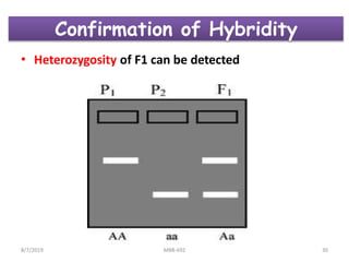 Confirmation of Hybridity
• Heterozygosity of F1 can be detected
8/7/2019 MBB-692 30
 