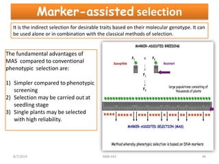 The fundamental advantages of
MAS compared to conventional
phenotypic selection are:
1) Simpler compared to phenotypic
screening
2) Selection may be carried out at
seedling stage
3) Single plants may be selected
with high reliability.
Marker-assisted selection
It is the indirect selection for desirable traits based on their molecular genotype. It can
be used alone or in combination with the classical methods of selection.
8/7/2019 MBB-692 46
 