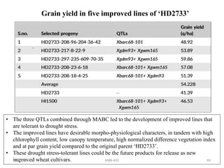 Grain yield in five improved lines of ‘HD2733’
• The three QTLs combined through MABC led to the development of improved lines that
are tolerant to drought stress.
• The improved lines have desirable morpho-physiological characters, in tandem with high
chlorophyll content, low canopy temperature, high normalized difference vegetation index
and at par grain yield compared to the original parent ‘HD2733’.
• These drought stress-tolerant lines could be the future products for release as new
improved wheat cultivars.8/7/2019 MBB-692 49
 