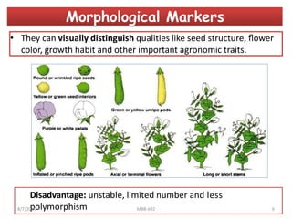 Morphological Markers
• They can visually distinguish qualities like seed structure, ﬂower
color, growth habit and other important agronomic traits.
Disadvantage: unstable, limited number and less
polymorphism8/7/2019 MBB-692 6
 