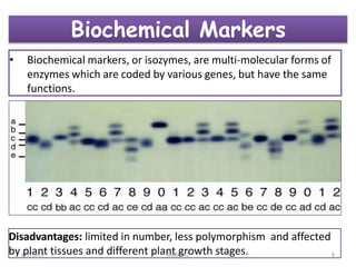 Biochemical Markers
• Biochemical markers, or isozymes, are multi-molecular forms of
enzymes which are coded by various genes, but have the same
functions.
Disadvantages: limited in number, less polymorphism and affected
by plant tissues and different plant growth stages.8/7/2019 MBB-692 8
 