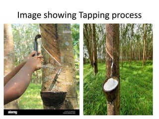 Rubber Tapping Process Images gp 9 rubber.pptx