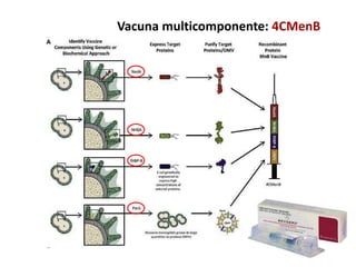 Vacuna multicomponente: 4CMenB
 