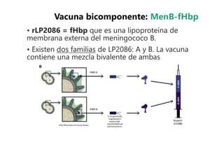 • rLP2086 = fHbp que es una lipoproteína de
membrana externa del meningococo B.
• Existen dos familias de LP2086: A y B. La vacuna
contiene una mezcla bivalente de ambas
Vacuna bicomponente: MenB-fHbp
 