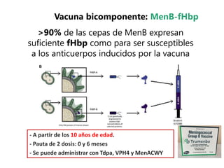 - A partir de los 10 años de edad.
- Pauta de 2 dosis: 0 y 6 meses
- Se puede administrar con Tdpa, VPH4 y MenACWY
>90% de las cepas de MenB expresan
suficiente fHbp como para ser susceptibles
a los anticuerpos inducidos por la vacuna
Vacuna bicomponente: MenB-fHbp
 