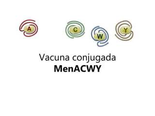 Vacuna conjugada
MenACWY
 