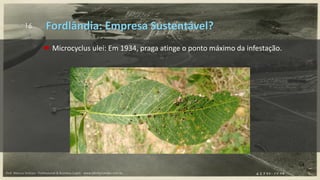 16
 Microcyclus ulei: Em 1934, praga atinge o ponto máximo da infestação.
Fordlândia: Empresa Sustentável?
Prof. Marcus Vinicius - Professional & Business Coach - www.kikofernandes.com.br
 