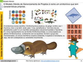 48
GestãodeProjetosÁgeiscomModelosHíbridos
Rildo Santos (@rildosan) rildo.santos@etecnologia.com.brwww.etecnologia.com.br
Modelo Hibrido
FDD
XP
O Modelo Hibrido de Gerenciamento de Projetos é como um ornitorrinco que tem
características próprias.
O ornitorrinco (nome científico: Ornithorhynchus anatinus, do grego: ornitho, ave +
rhynchus, bico; e do latim: anati, pato + inus, semelhante a: "com bico de ave,
semelhante a pato") é um mamífero semiaquático natural da Austrália e Tasmânia.
É o único representante vivo da família Ornithorhynchidae, e a única espécie do
gênero Ornithorhynchus. Juntamente com as equidnas, formam o grupo dos
monotremados, os únicos mamíferos ovíparos existentes. A espécie é monotípica, ou
seja, não tem subespécies ou variedades reconhecida.
Vivíparos
Ovíparos
 