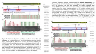 23
Figure 4 Validation of putative candidate gene-based marker for rust
resistance. (a) Pseudomolecule A03 of Arachis duranensis showing genomic
region explaining 83.6% PVE for rust resistance, (b) putative candidate gene
Aradu.H1HIG gene which produces purple acid phosphatase (E1 to E5 refer to
exon numbers while I1 to I4 refer to intron numbers), (c) SNP variation in
Aradu.H1HIG gene and (d) marker validation on a validation set comprising on
a set comprising bulks (resistant and susceptible), susceptible genotypes (GJ 9,
GJ 20, GJGHPS 1, SunOleic 95R, ICGV 07368, ICGV 06420, TMV 2, DH 86,
TG 26, ICGV 91114 and JL 24), both the parents (TAG 24 and GPBD 4)
Validation of putative candidate genebased marker for late leaf spot resistance. (a)
Pseudomolecule A03 of Arachis duranensis showing genomic region explaining 83.6%
PVE for controlling late leaf spot resistance, (b) putative candidate gene
Aradu.7MV8U gene which produces transthyrectin-like protein (E1 to E5 refer to exon
numbers while I1 to I4 refer to intron numbers), (c) SNP variation in Aradu.7MV8U
gene and (d) marker validation on a validation set comprising on a set comprising
bulks (resistant and susceptible), susceptible genotypes (GJ 9, GJ 20, GJGHPS 1,
SunOleic 95R, ICGV 07368, ICGV 06420, TMV 2, DH 86, TG 26, ICGV 91114 and
JL 24), both parents (TAG 24 and GPBD 4) of mapping population and selected
introgression lines (four in the genetic background of ICGV 91114, three in JL 24 and
four in TAG 24) developed through marker-assisted backcrossing (MABC) approach.
 