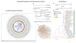 25
A. ipaensis genome overview
Comparative genomic and evolutionary analysis Oil Synthesis
 