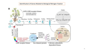 26
Identification of Genes Related to Biological Nitrogen Fixation
 