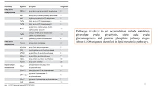 32
Pathways involved in oil accumulation include oxidation,
glyoxylate cycle, glycolysis, citric acid cycle,
gluconeogenesis and pentose phosphate pathway stages.
About 1,500 unigenes identified in lipid metabolic pathways.
 