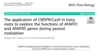 33
CRISPR-Cas9 targeting peanut AhNFR genes in hairy root transformation system, validated the
function of AhNFR5 genes in nodule formation in peanut.
 