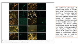 34
The nodulation phenotype of
mutants with editing in AhNFR1
genes (AhNFR1A2 and AhNFR1B2
identified in this study) could still
form nodules after rhizobia
inoculation, whereas mutants with
editing in AhNFR5 genes.
(AhNFR5A and AhNFR5B identified
in this study) showed Nod-
phenotype. Yet, mosaic editing
patterns detected for both genes
may hinder the interpretation of
their functions. These results
showed that CRIPR/Cas9 system
worked in allotetraploid peanut
hairy roots can be used for
preliminary genes screening.
 