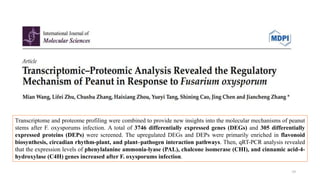 39
Transcriptome and proteome profiling were combined to provide new insights into the molecular mechanisms of peanut
stems after F. oxysporums infection. A total of 3746 differentially expressed genes (DEGs) and 305 differentially
expressed proteins (DEPs) were screened. The upregulated DEGs and DEPs were primarily enriched in flavonoid
biosynthesis, circadian rhythm-plant, and plant–pathogen interaction pathways. Then, qRT-PCR analysis revealed
that the expression levels of phenylalanine ammonia-lyase (PAL), chalcone isomerase (CHI), and cinnamic acid-4-
hydroxylase (C4H) genes increased after F. oxysporums infection.
 
