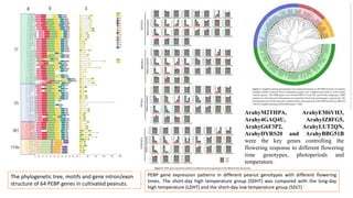 41
The phylogenetic tree, motifs and gene intron/exon
structure of 64 PEBP genes in cultivated peanuts.
PEBP gene expression patterns in different peanut genotypes with different flowering
times. The short-day high temperature group (SDHT) was compared with the long-day
high temperature (LDHT) and the short-day low temperature group (SDLT)
ArahyM2THPA, ArahyEM6VH3,
Arahy4GAQ4U, ArahyIZ8FG5,
ArahyG6F3P2, ArahyLUT2QN,
ArahyDYRS20 and ArahyBBG51B
were the key genes controlling the
flowering response to different flowering
time genotypes, photoperiods and
temperature.
 