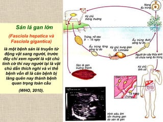 Sán lá gan lớn
(Fasciola hepatica và
Fasciola gigantica)
là một bệnh sán lá truyền từ
động vật sang người, trước
đây chỉ xem người là vật chủ
tình cờ thì nay người lại là vật
chủ dần thích nghi và vì thế
bệnh vốn dĩ là căn bệnh bị
lãng quên nay thành bệnh
quan trọng toàn cầu
(WHO, 2010).
 