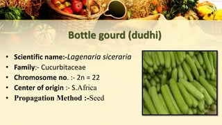 Bottle gourd (dudhi)
• Scientific name:-Lagenaria siceraria
• Family:- Cucurbitaceae
• Chromosome no. :- 2n = 22
• Center of origin :- S.Africa
• Propagation Method :-Seed
 