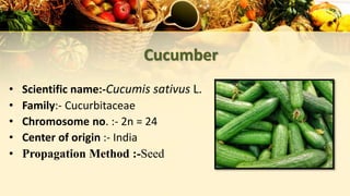 Cucumber
• Scientific name:-Cucumis sativus L.
• Family:- Cucurbitaceae
• Chromosome no. :- 2n = 24
• Center of origin :- India
• Propagation Method :-Seed
 