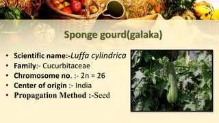 Sponge gourd(galaka)
• Scientific name:-Luffa cylindrica
• Family:- Cucurbitaceae
• Chromosome no. :- 2n = 26
• Center of origin :- India
• Propagation Method :-Seed
 
