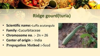 Ridge gourd(turia)
• Scientific name:-Luffa acutangula
• Family:-Cucurbitaceae
• Chromosome no. :- 2n = 26
• Center of origin :- India
• Propagation Method :-Seed
 