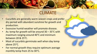 CLIMATE
• Cucurbits are generally warm season crops and prefer
dry period with abundant sunshine for growth and
production.
• Excessive humid weather will promote disease.
• Av. temp for growth will be around 30 – 35°C with
maximum ranging around 40°C and minimum
between 20 & 25°C.
• Most of cucurbits germinate well when day temp
above 25°C.
• For normal growth they require optimum average
monthly temp from 25 to 30°C.
 