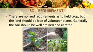 SOIL REQUIREMENT
• There are no land requirements as to field crop, but
the land should be free of volunteer plants. Generally
the soil should be well drained and aerated.
 