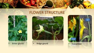FLOWER STRUCTURE
• Bitter gourd • Ridge gourd • Cucumber
 