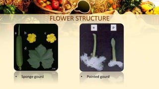 FLOWER STRUCTURE
• Sponge gourd • Pointed gourd
 