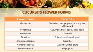 CUCURBITS FLOWER FORMS
Flower forms Cucurbits
Monoecious Cucumber, sponge gourd, bottle gourd,
bitter gourd,
Gynoecious Cucumber, bitter gourd, ridge gourd
Androecious Cucumber
Dioecious Pointed gourd, small gourd
Andromonoeciouis Cucumber
Gynomonoecious Cucumber, ridge gourd
Hermaphrodite Ridge gourd
 