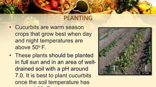 PLANTING
• Cucurbits are warm season
crops that grow best when day
and night temperatures are
above 50o F.
• These plants should be planted
in full sun and in an area of well-
drained soil with a pH around
7.0. It is best to plant cucurbits
once the soil temperature has
 