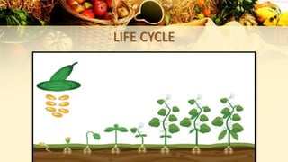 LIFE CYCLE
 