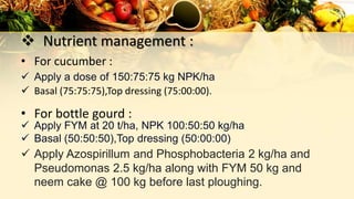  Nutrient management :
• For cucumber :
 Apply a dose of 150:75:75 kg NPK/ha
 Basal (75:75:75),Top dressing (75:00:00).
 Apply FYM at 20 t/ha, NPK 100:50:50 kg/ha
 Basal (50:50:50),Top dressing (50:00:00)
 Apply Azospirillum and Phosphobacteria 2 kg/ha and
Pseudomonas 2.5 kg/ha along with FYM 50 kg and
neem cake @ 100 kg before last ploughing.
• For bottle gourd :
 