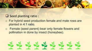  Seed planting ratio :
o For hybrid seed production female and male rows are
planted in 4:1 ratio.
o Female (seed parent) bear only female flowers and
pollination in done by insect (honeybee).
 