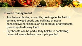 Weed management :
• Just before planting cucurbits, pre irrigate the field to
germinate weed seeds and cultivate or use a
nonselective herbicide such as paraquat or glyphosate
(Roundup) to destroy them.
• Glyphosate can be particularly helpful in controlling
perennial weeds before the crop is planted.
 