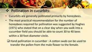  Pollination in cucurbits:
• Cucurbits are generally pollinated primarily by honeybees.
• The most practical recommendation for the number of
honeybees required for pollination was suggested by Hughes
(1971) who stated that on a clear day when you walk into a
cucumber field you should be able to count 30 to 40 bees
within a 30 foot diameter circle.
 Hand pollination in cucumber : A cotton swab can be used to
transfer the pollen from the male flower to the female.
 