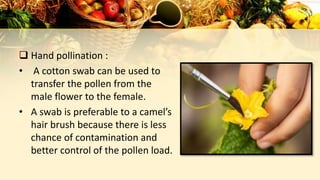  Hand pollination :
• A cotton swab can be used to
transfer the pollen from the
male flower to the female.
• A swab is preferable to a camel’s
hair brush because there is less
chance of contamination and
better control of the pollen load.
 