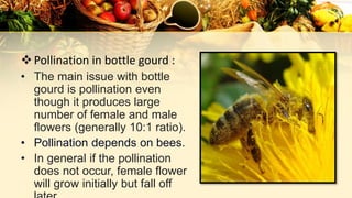 Pollination in bottle gourd :
• The main issue with bottle
gourd is pollination even
though it produces large
number of female and male
flowers (generally 10:1 ratio).
• Pollination depends on bees.
• In general if the pollination
does not occur, female flower
will grow initially but fall off
 