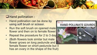 Hand pollination :
• Hand pollination can be done by
using soft brush or scissor.
• Run the soft brush on opened male
flower and then on to female flower.
• Repeat the procedure for 2 to 3 days.
• (Both flowers look similar but male
flower grows on long peduncle and
female flower on short peduncle but it
has an ovary in the shape of the fruit)
 
