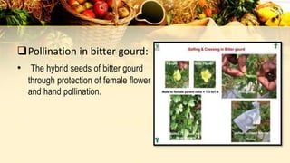 Pollination in bitter gourd:
• The hybrid seeds of bitter gourd
through protection of female flower
and hand pollination.
 