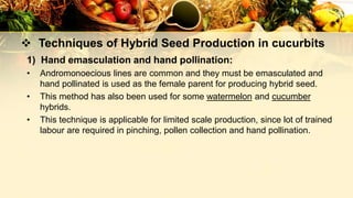  Techniques of Hybrid Seed Production in cucurbits
1) Hand emasculation and hand pollination:
• Andromonoecious lines are common and they must be emasculated and
hand pollinated is used as the female parent for producing hybrid seed.
• This method has also been used for some watermelon and cucumber
hybrids.
• This technique is applicable for limited scale production, since lot of trained
labour are required in pinching, pollen collection and hand pollination.
 