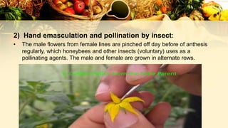 2) Hand emasculation and pollination by insect:
• The male flowers from female lines are pinched off day before of anthesis
regularly, which honeybees and other insects (voluntary) uses as a
pollinating agents. The male and female are grown in alternate rows.
 
