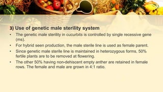 3) Use of genetic male sterility system
• The genetic male sterility in cucurbits is controlled by single recessive gene
(ms).
• For hybrid seen production, the male sterile line is used as female parent.
• Since genetic male sterile line is maintained in heterozygous forms, 50%
fertile plants are to be removed at flowering.
• The other 50% having non-dehiscent empty anther are retained in female
rows. The female and male are grown in 4:1 ratio.
 