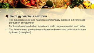 4) Use of gynoecious sex form
• The gynoecious sex form has been commercially exploited in hybrid seed
production of cucumber.
• For hybrid seed production female and male rows are planted in 4:1 ratio.
• The female (seed parent) bear only female flowers and pollination in done
by insect (honeybee).
 