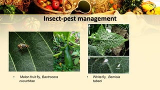 Insect-pest management
• Melon fruit fly, Bactrocera
cucurbitae
• White fly, Bemisia
tabaci
 