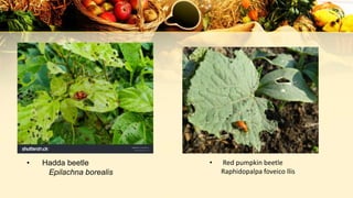 • Hadda beetle
Epilachna borealis
• Red pumpkin beetle
Raphidopalpa foveico llis
 