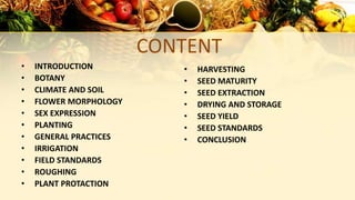 CONTENT
• INTRODUCTION
• BOTANY
• CLIMATE AND SOIL
• FLOWER MORPHOLOGY
• SEX EXPRESSION
• PLANTING
• GENERAL PRACTICES
• IRRIGATION
• FIELD STANDARDS
• ROUGHING
• PLANT PROTACTION
• HARVESTING
• SEED MATURITY
• SEED EXTRACTION
• DRYING AND STORAGE
• SEED YIELD
• SEED STANDARDS
• CONCLUSION
 